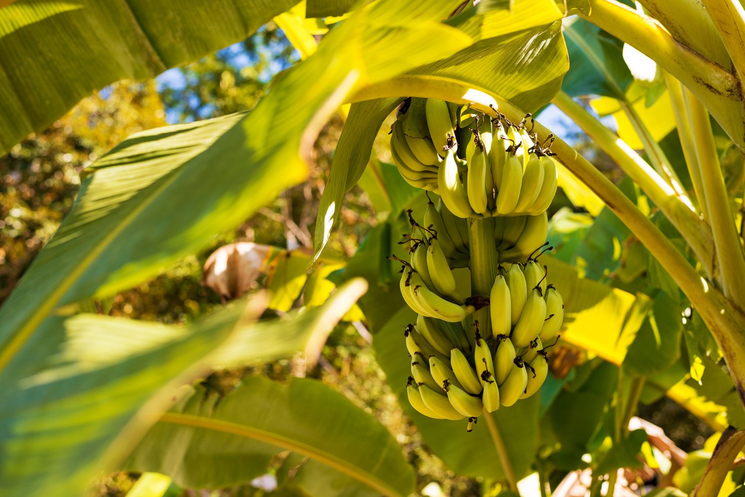 Bananas