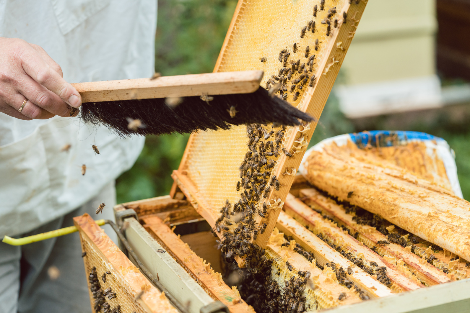 Beekeeper Brushing Bees from Honeycomb