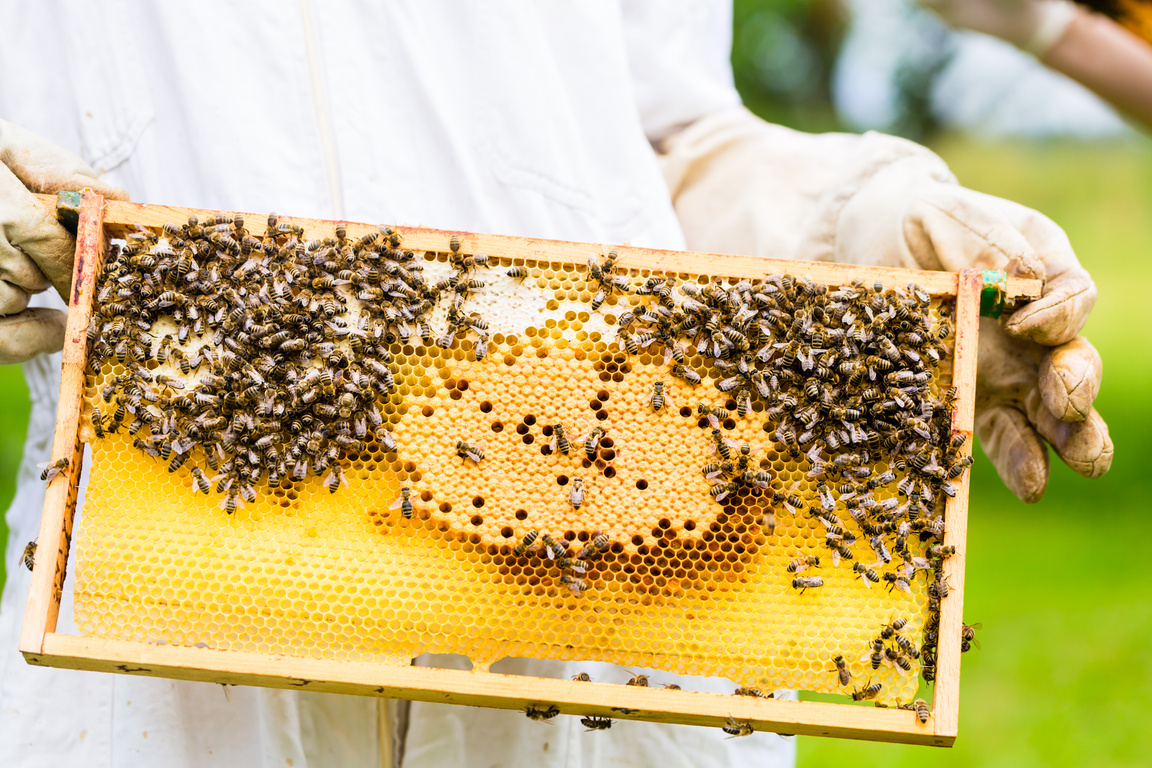 Beekeeper Controlling Beeyard and Bees